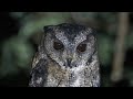 Indian Scops Owl Call Birds Wildlife Birdnet Nature Birdsounds Birdcall Birdcalling Owl