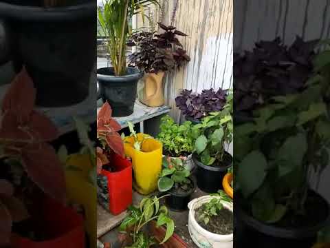 Urmi baghan-  Indoor,outdoor,Flowers and Fruit &Veggi