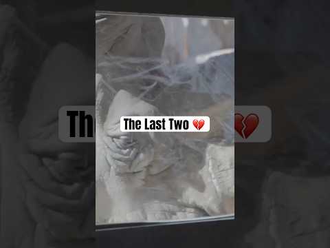 The Last Two Northern White Rhinos on Earth 💔