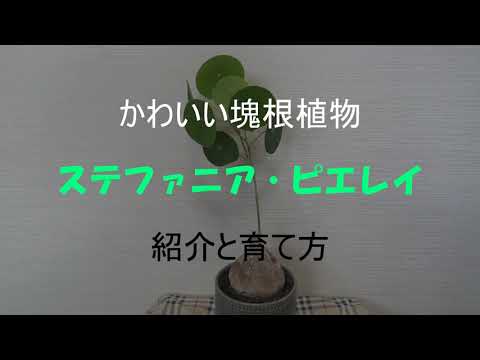 ステファニアについて詳しく解説