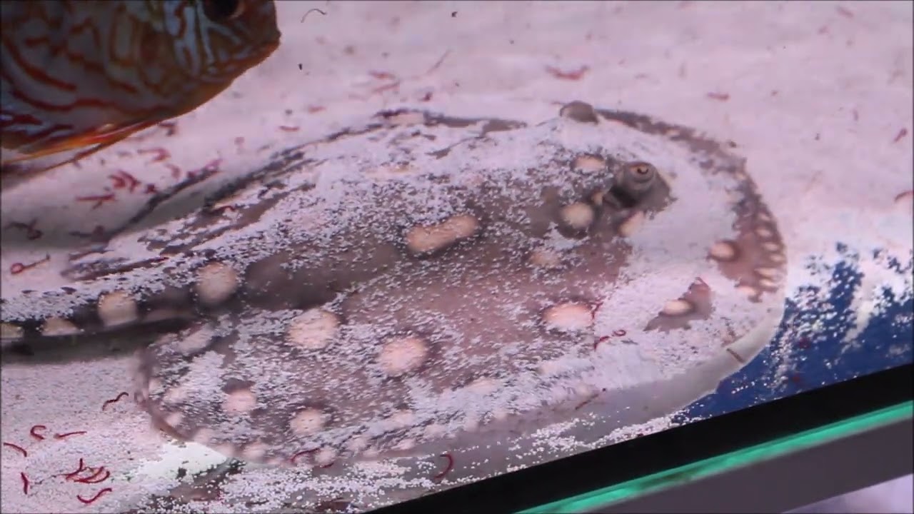 Leopoldsrochen Potamotrygon leopoldi, 899,00