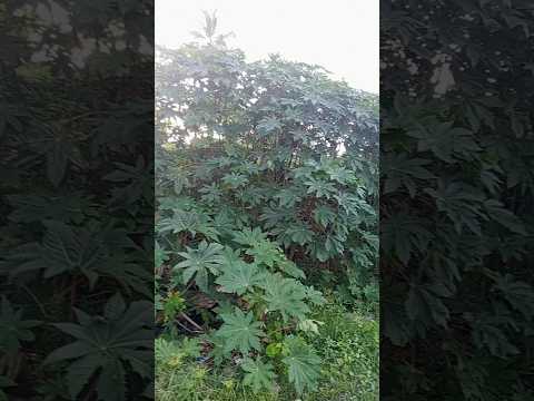 Contención de erosión en playa, en proceso, parte 2,  Puerto escondido, Córdoba, Clombia