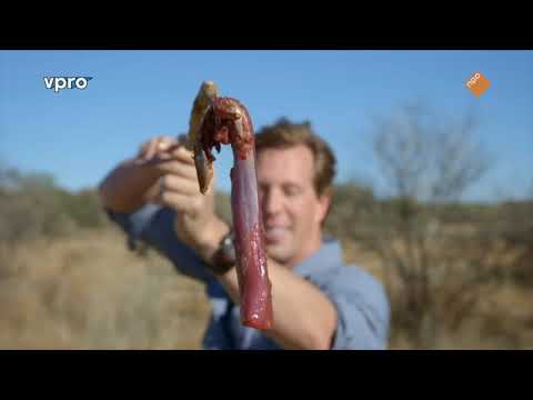 Freeks Wilde Wereld - S09E11 - Kattenkwaad en apenstreken