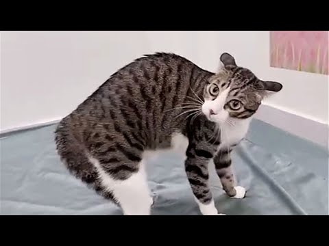Angry Cat Is Puffing Up - Funny Cats Reaction Videos