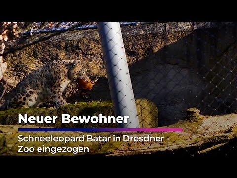 Schneeleopard Batar neu im Dresdner Zoo I Sachsen Fernsehen