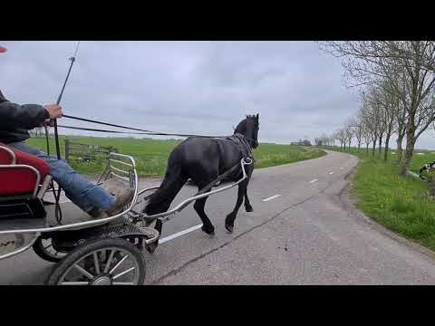 Stal Okkema's Fester - Omer x Jelke - gelding - 2017 - 174m