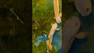 Download lagu Channa barca fish in the wild #EcoHabitat mp3 Download lagu Channa barca fish in the wild #EcoHabitat mp3