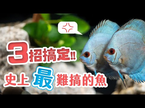 七彩神仙魚缸