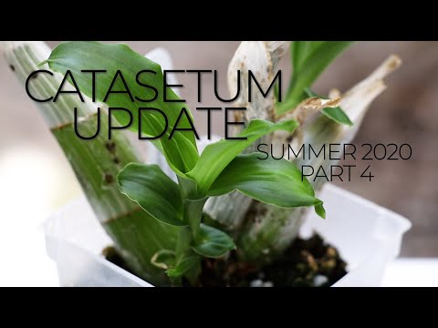 Sphagnum Moss Setup and More Catasetums - Summer 2020 Catasetum Update Part 4 -