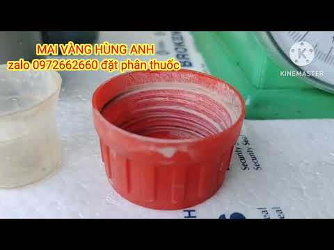 mai suy,mai yếu tưới phân thuốc gì phục hồi