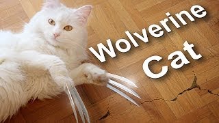 Wolverine Cat vs. Zobi the House Fly