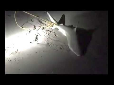 Dave Adam shark fishing