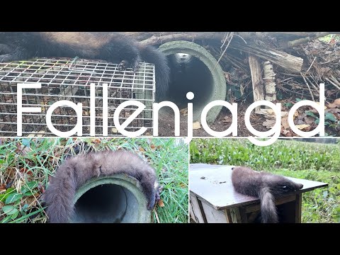 Trap hunting in November: Catches and a new roof #hunting #trapping