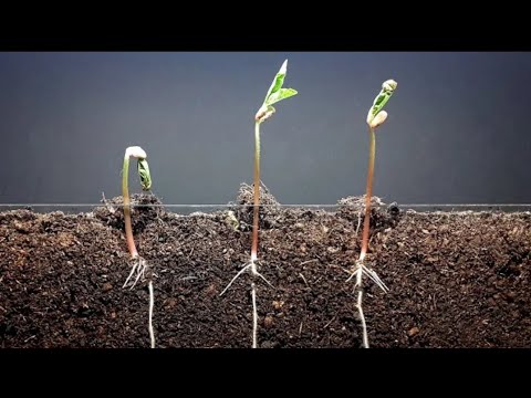 mung bean and corn time lapse - Plant time lapse series