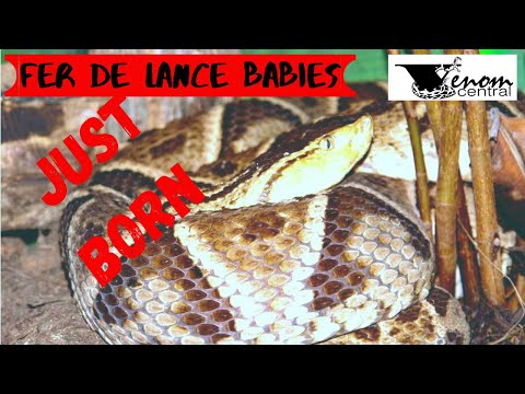Fer de Lance babies just born | Bothrops Moojeni babies