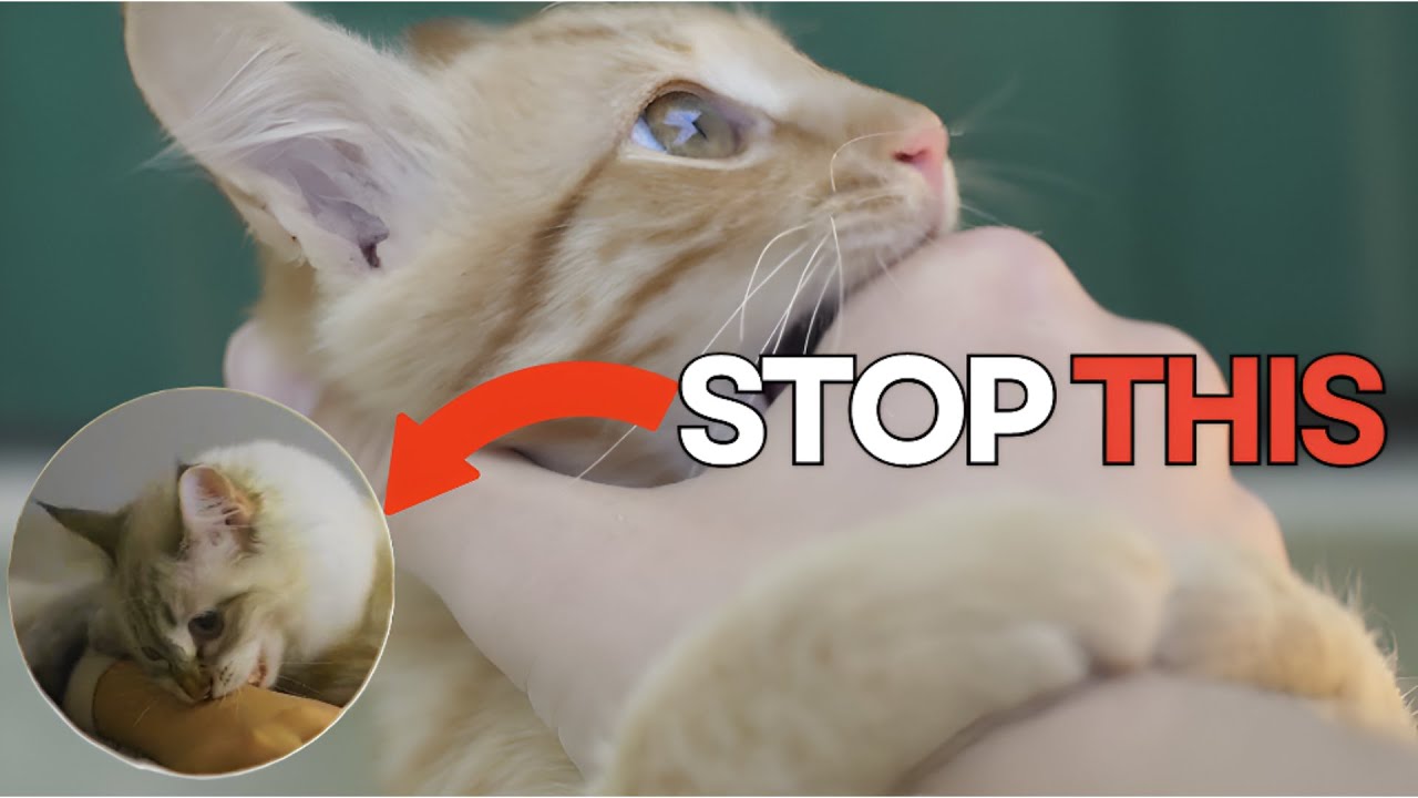 How To Stop Your Cat From Biting You (5 easy steps)