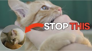 How To Stop Your Cat From Biting You (5 easy steps)