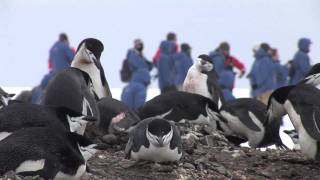 Greeted by Penguins at Antarctica's South Shetland Islands