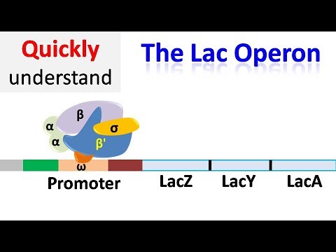 Das Lac-Operon | Regulation der Genexpression