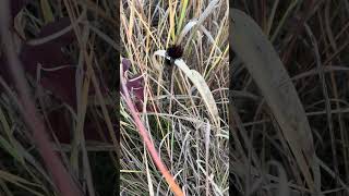 Foraging echinacea purple cone flower