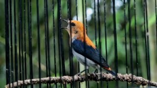 Download lagu Suara burung kemade/cabe jawa gacor suara seperti di alam liar mp3