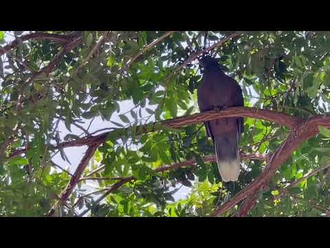 Laurel Pigeons — Canary Islands