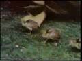 Sesame Street Cats Have Kittens