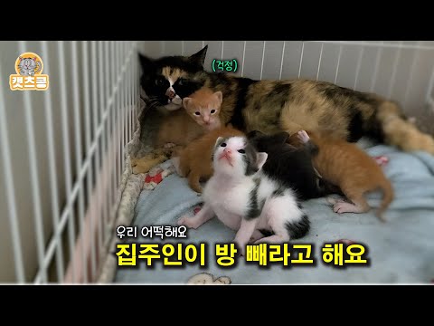 비 오는 날 쫓겨난 어미와 5마리 꼬물이들을 집에 데리고 왔습니다.