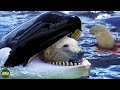 ORCA: Superpredator Whale And Polar Bear Killer
