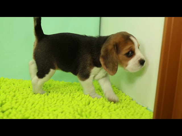 ブリーダー/ショップマロニエケンネル MARRONNIER KENNELのビーグルで番号が2744です