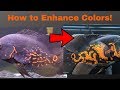 How to BOOST Oscar Fish COLORS