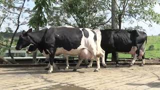 Vídeo 25 - 1º LEILÃO ANUAL SITIO TIMOTEO | VACAS 3/4 E 7/8