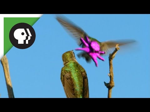 Hummingbird's Face Resembles Baby Octopus