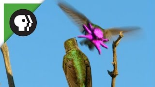 Do female Costas hummingbirds really find this look attractive Please LIKE and SUBSCRIBE if you