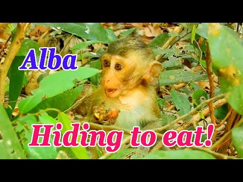 Naughty Alba is hiding herself from others in the bush!