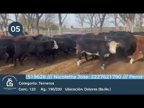 Lote Machos - Dolores Bs As