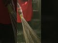 Jamuna Sila Love Marriage Shortvideo