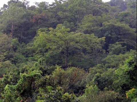 My Jungle - Participatory Forest Conservation