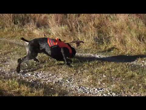 Upland Bird Hunting