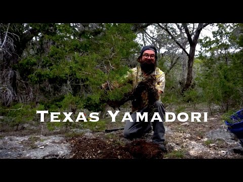 Texas YAMADORI - Spring Branch - Bonsai-YEAH!