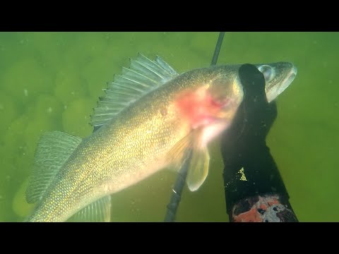 Spearfishing a Huge Walleye with a Polespear!