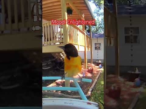 This Male  Oriole Knows the Secrets of Time and Life