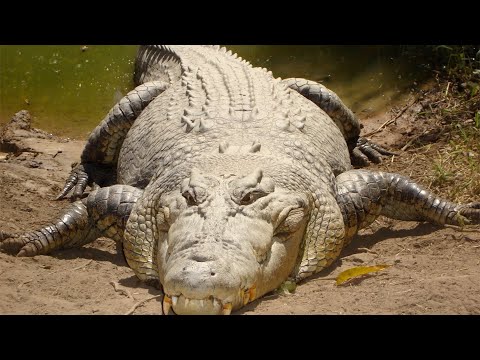 Krokodíl morský (Crocodylus porosus) — najväčší plaz sveta, dokument HD