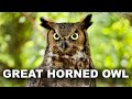 Great Horned Owl Duet Relaxing Ambient Nature Sounds White Noise For Sleep Study Or Meditation
