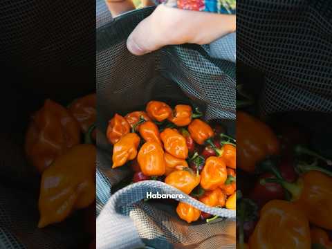 The 3 Best Habanero Varieties For Your Garden #peppergrowing #growpeppers #pepperplants #gardeninspo