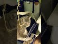 Grey Tabby Cat Wanna Come Inside Tote Bag Shorts