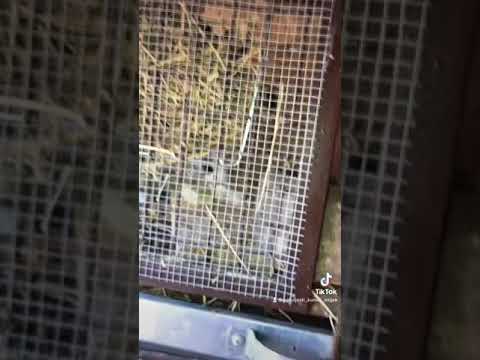 🐰my rabbit farm🐰