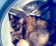 Cat In Washing Machine