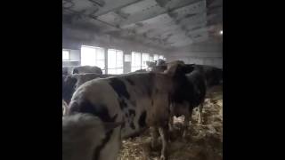Беспривязное содержание крс на глубокой подстилке