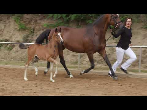 Auktionsfohlen Nr 34 SF v. Depeche Mode – Brouwershaven Diamond Hit